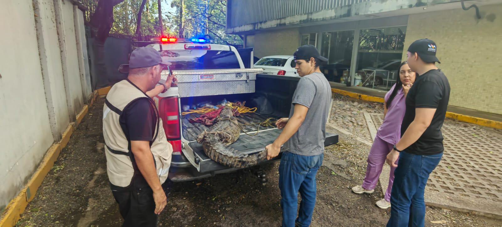 $!Capturan un cocodrilo en Eldorado y lo liberan en su hábitat natural
