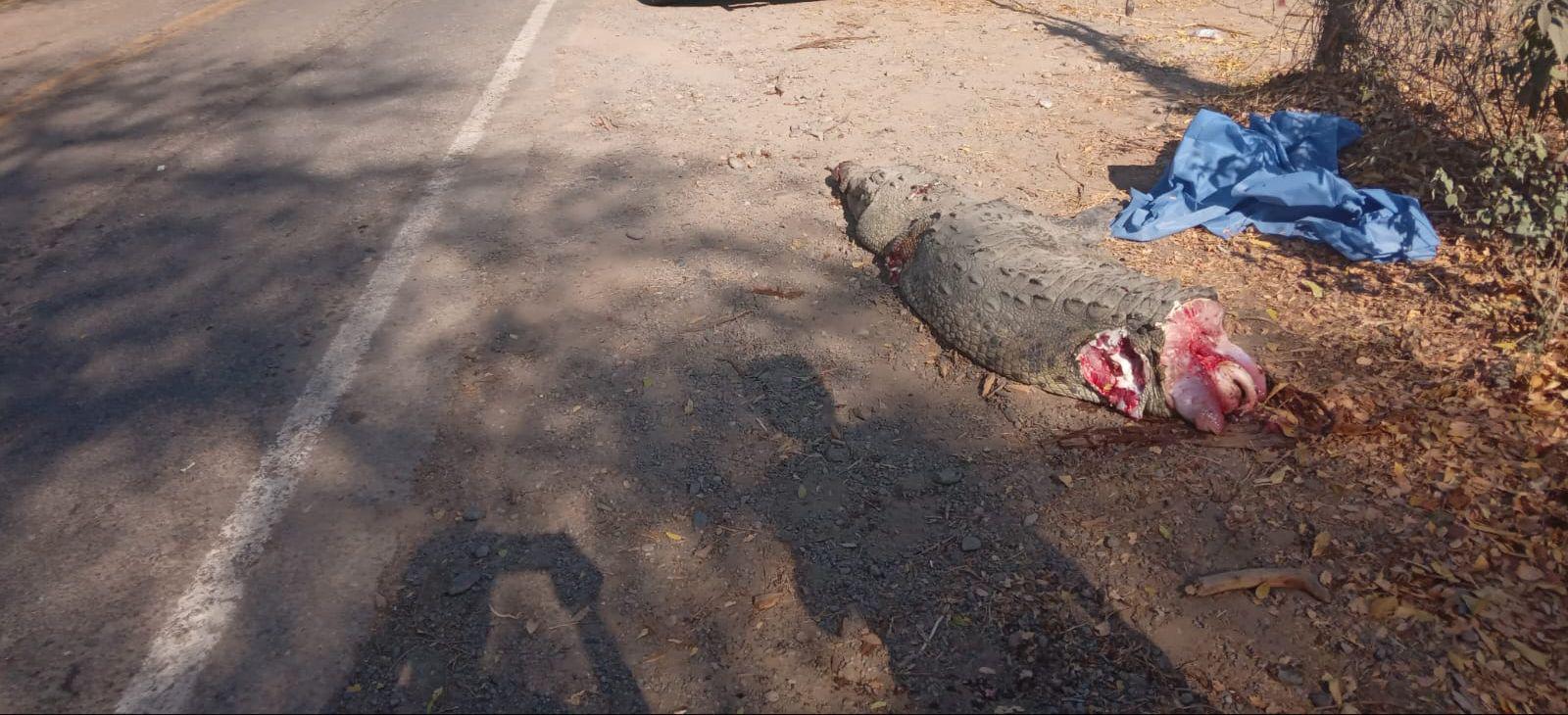 $!Atropellan a cocodrilo y luego mueren al chocar con árbol en Eldorado