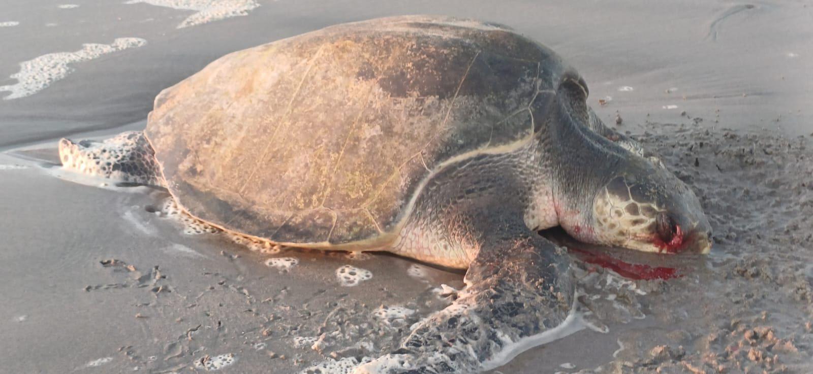 $!Ecología en Rosario difunde imágenes de especies marinas afectadas por contaminación