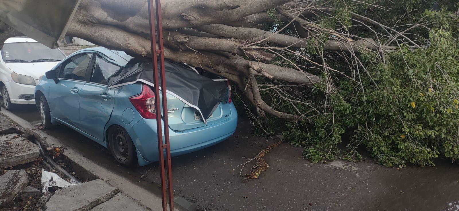$!Atienden caída de 16 árboles tras lluvias y fuertes vientos en Culiacán