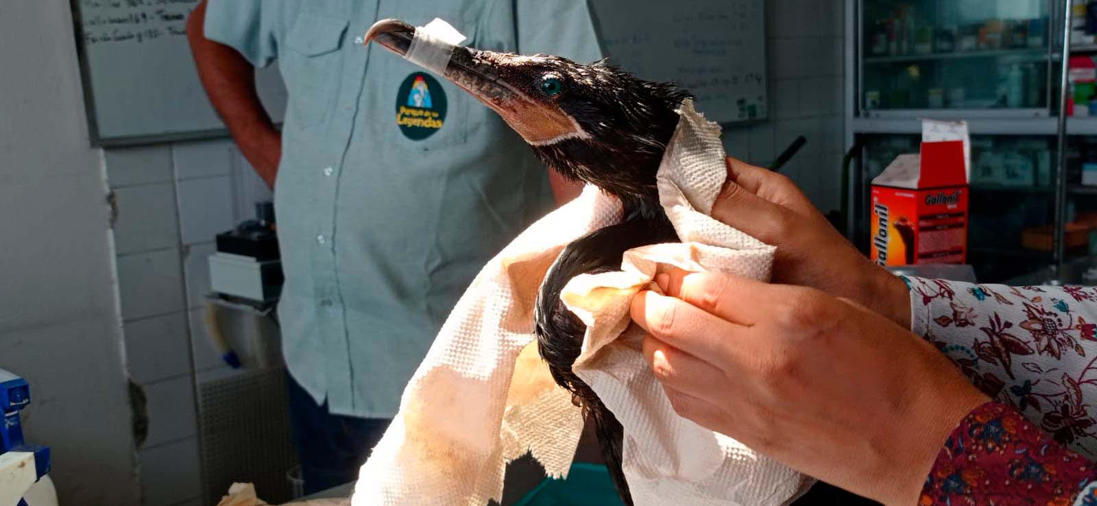 $!Un ave afectada rescatada del derrame de petróleo es atendida por personal del Serfor.