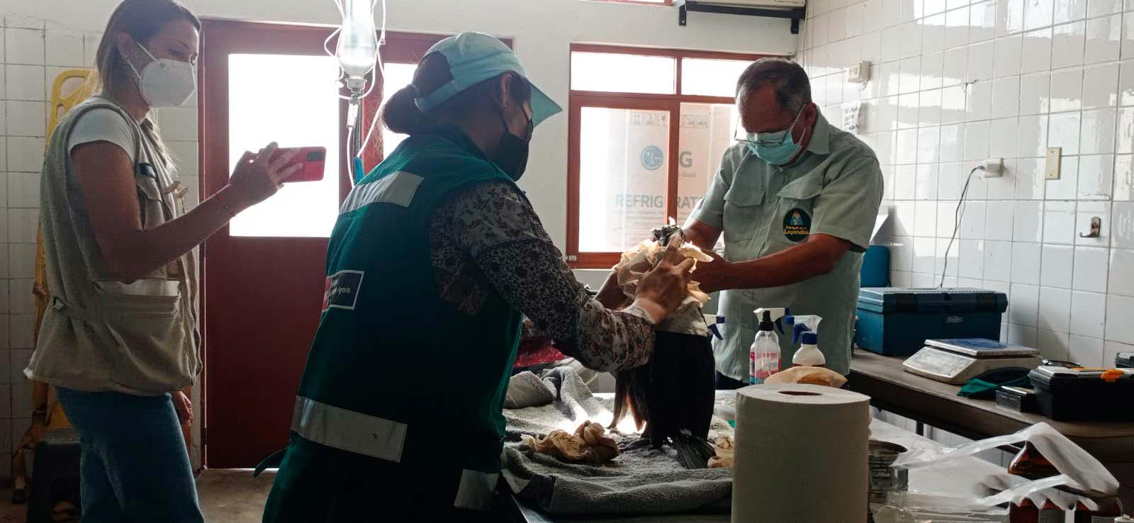 $!Personal del Serfor trabaja para quitar el petróleo de las aves que sobrevivieron al derrame.