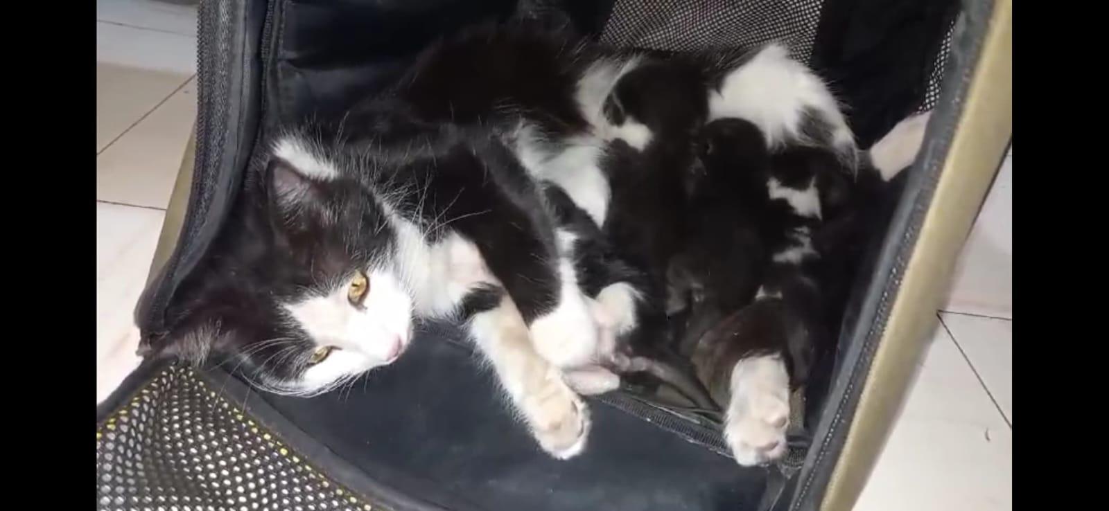 $!Utilizan a menor para tirar gatos recién nacidos en la basura de escuela primaria en Culiacán