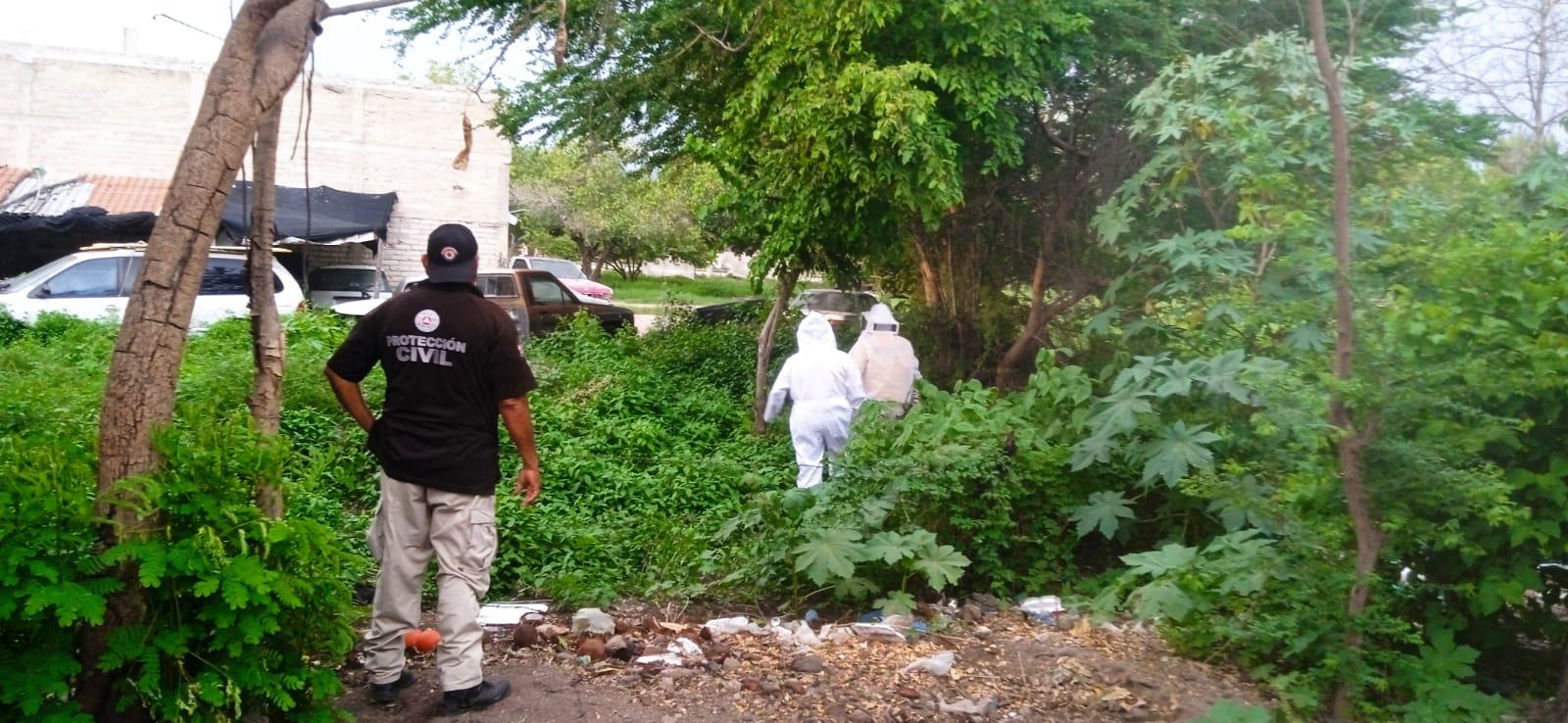 $!Atiende Protección Civil 7 reportes por enjambres en Escuinapa