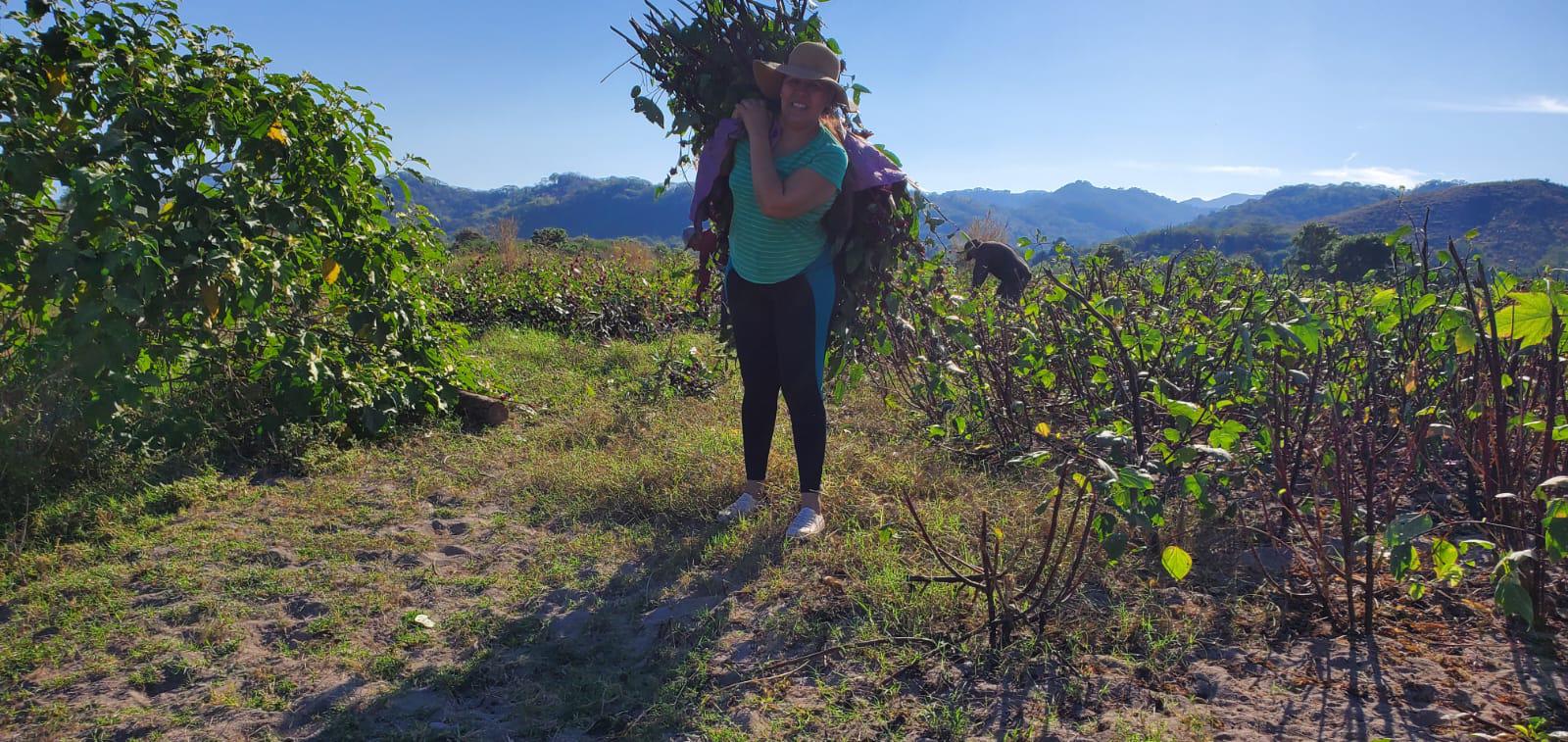 $!Familias se unen para realizar la cosecha de jamaica en Las Habitas, Rosario