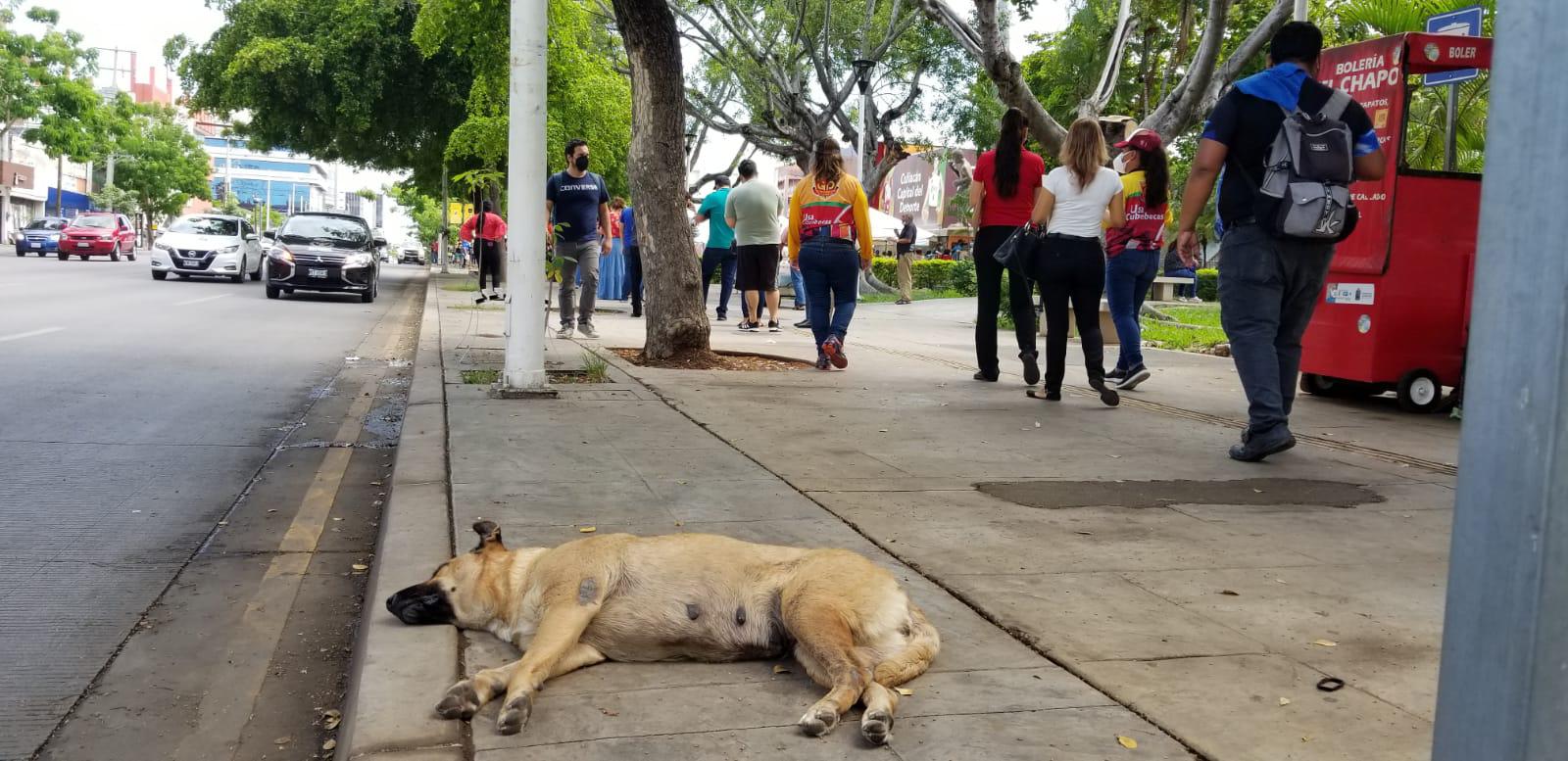 $!Acuden adultos de 30 a 39 años y embarazadas mayores de 18 años a vacunarse, en Culiacán