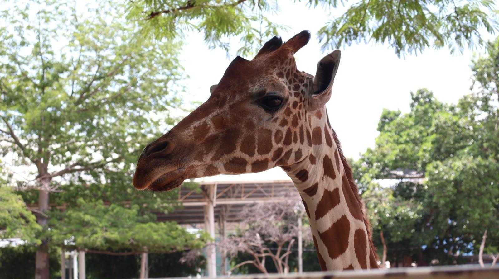 $!Zoológico de Culiacán abrirá todos los días durante julio y agosto