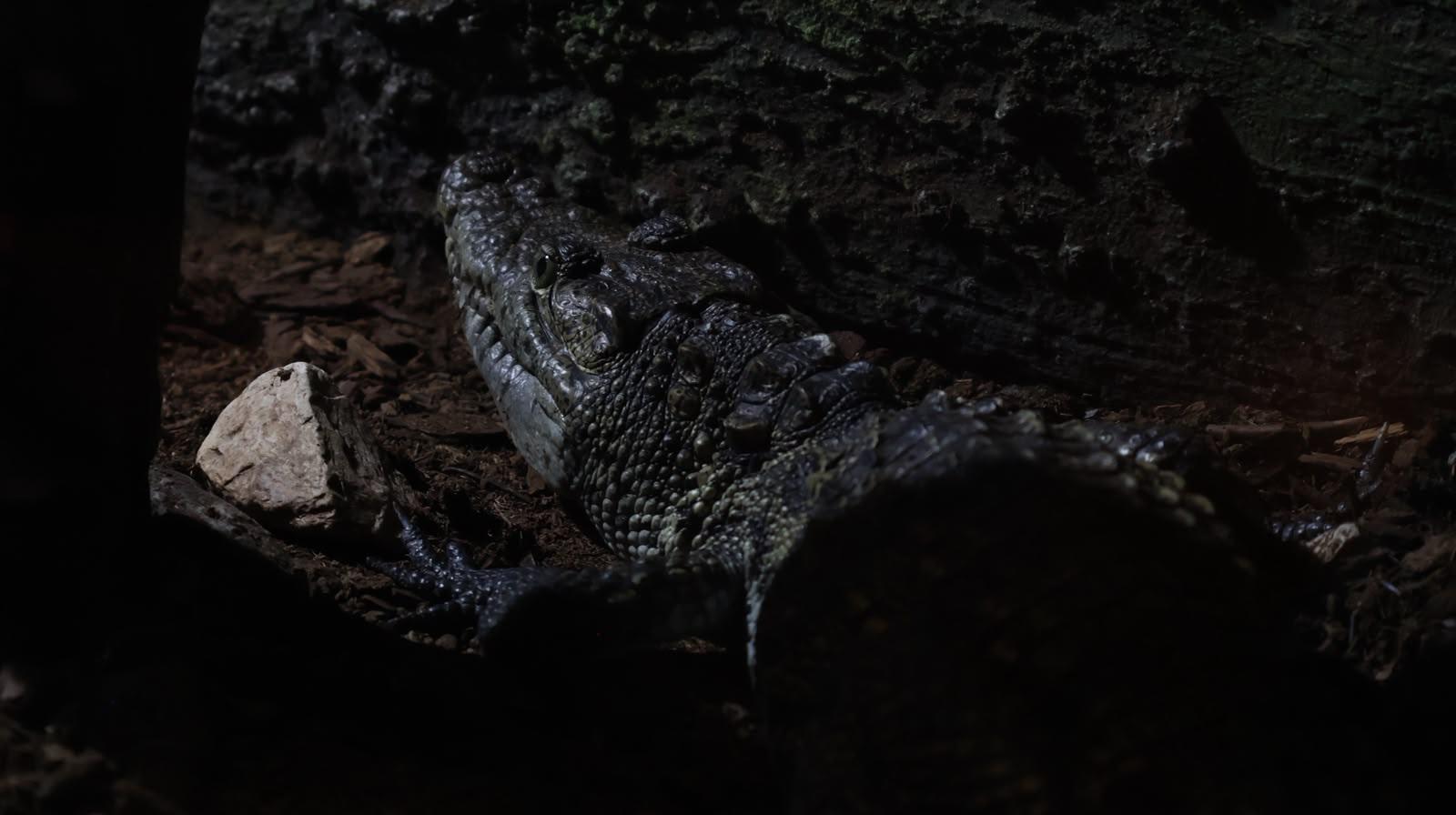 $!Zoológico de Culiacán abrirá todos los días durante julio y agosto
