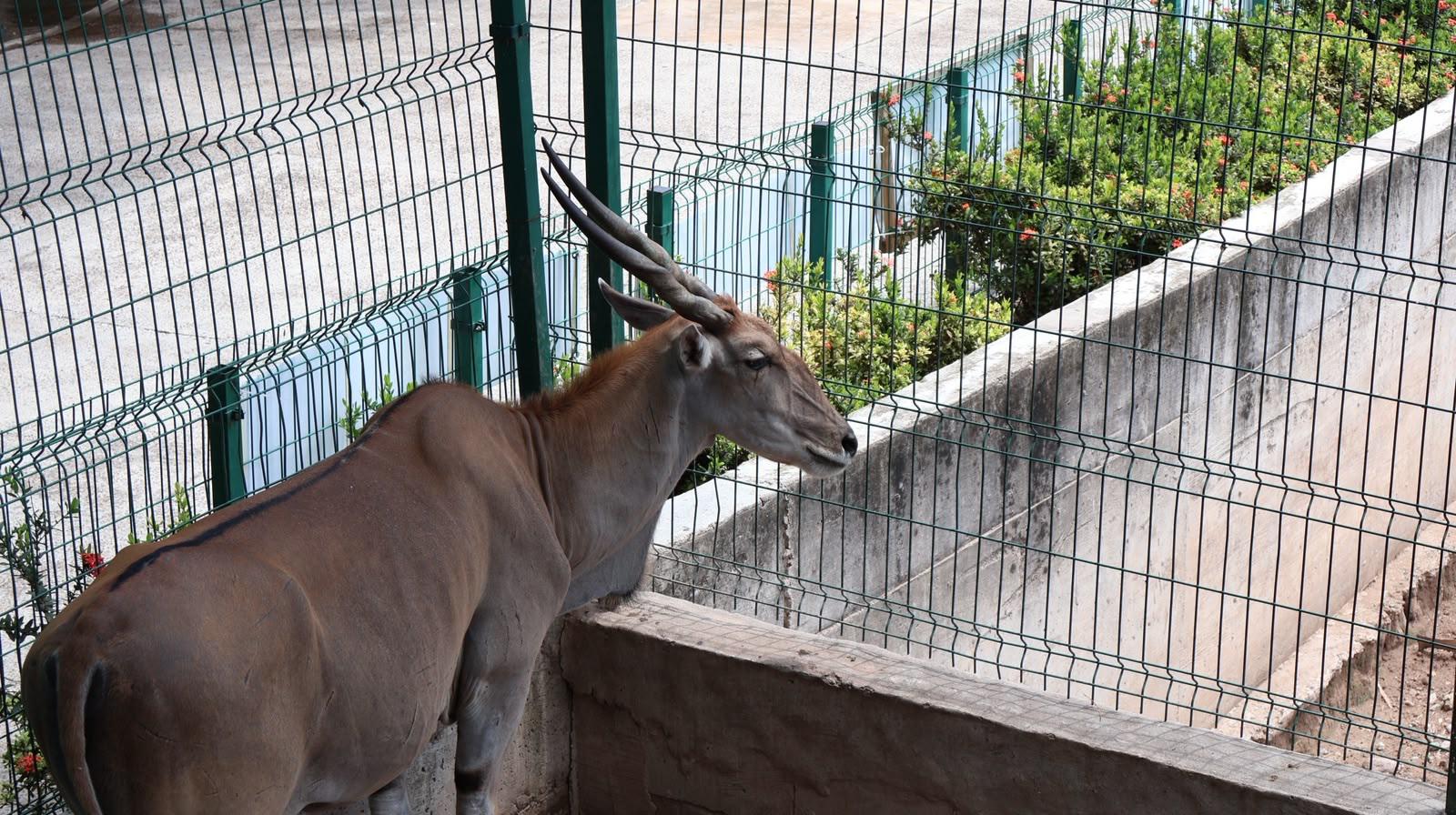 $!Zoológico de Culiacán abrirá todos los días durante julio y agosto