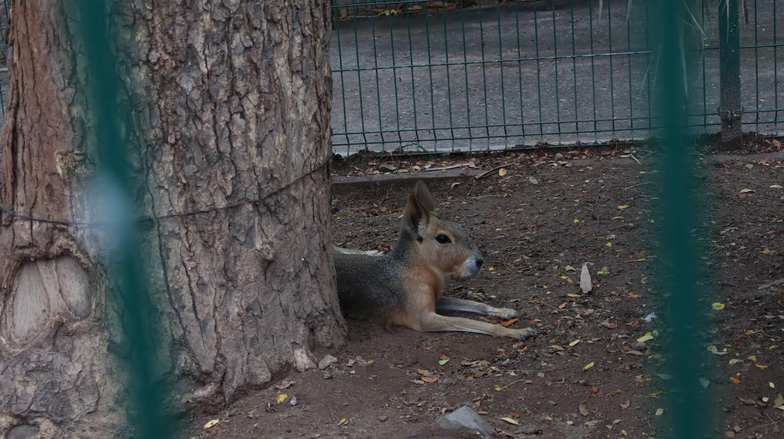 $!Zoológico de Culiacán abrirá todos los días durante julio y agosto