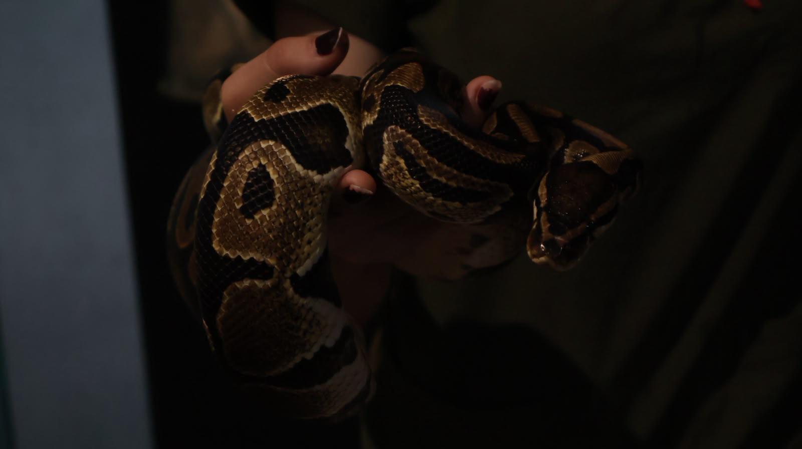 $!Zoológico de Culiacán abrirá todos los días durante julio y agosto
