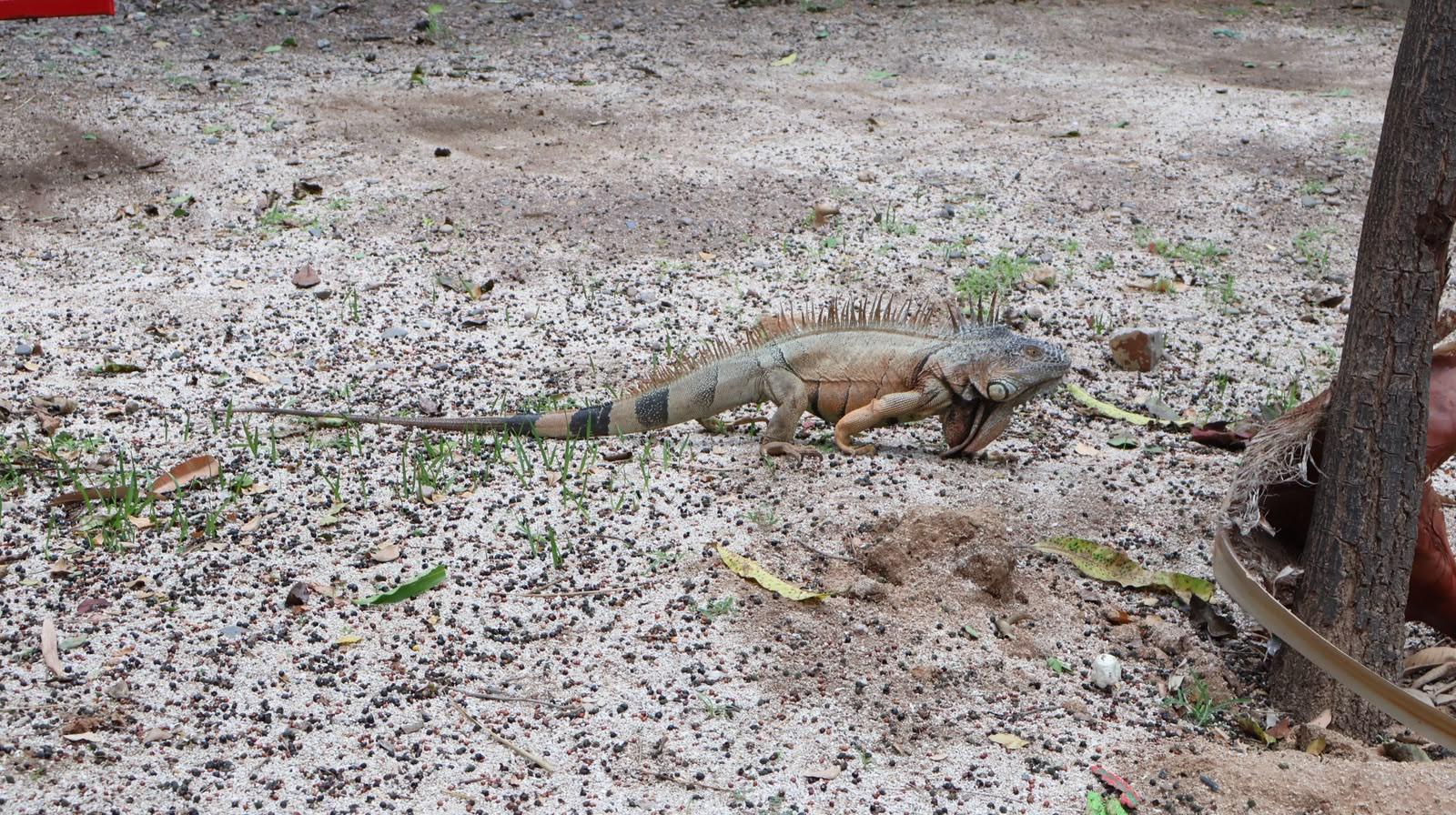 $!Zoológico de Culiacán abrirá todos los días durante julio y agosto