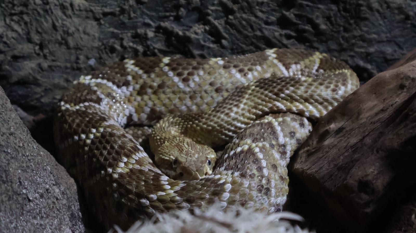 $!Zoológico de Culiacán abrirá todos los días durante julio y agosto