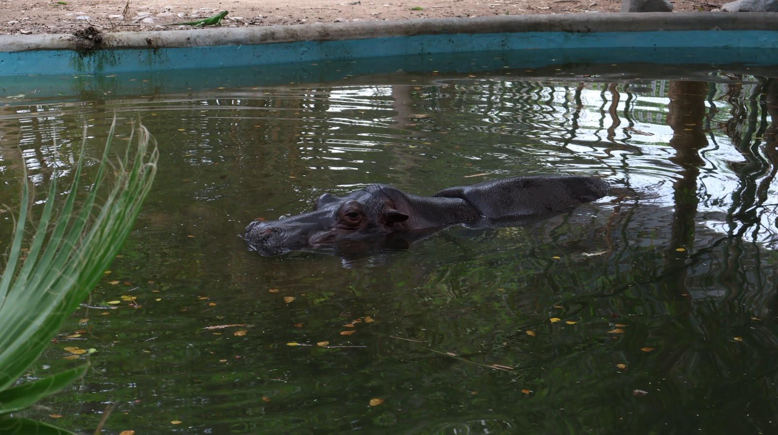 $!Zoológico de Culiacán abrirá todos los días durante julio y agosto