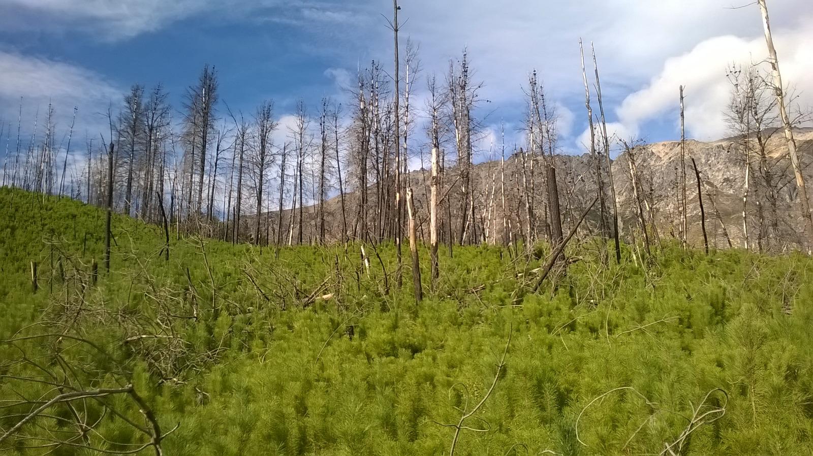$!Una zona en la Patagonia argentina luego de un incendio en 1987 y que aún no se ha regenerado.