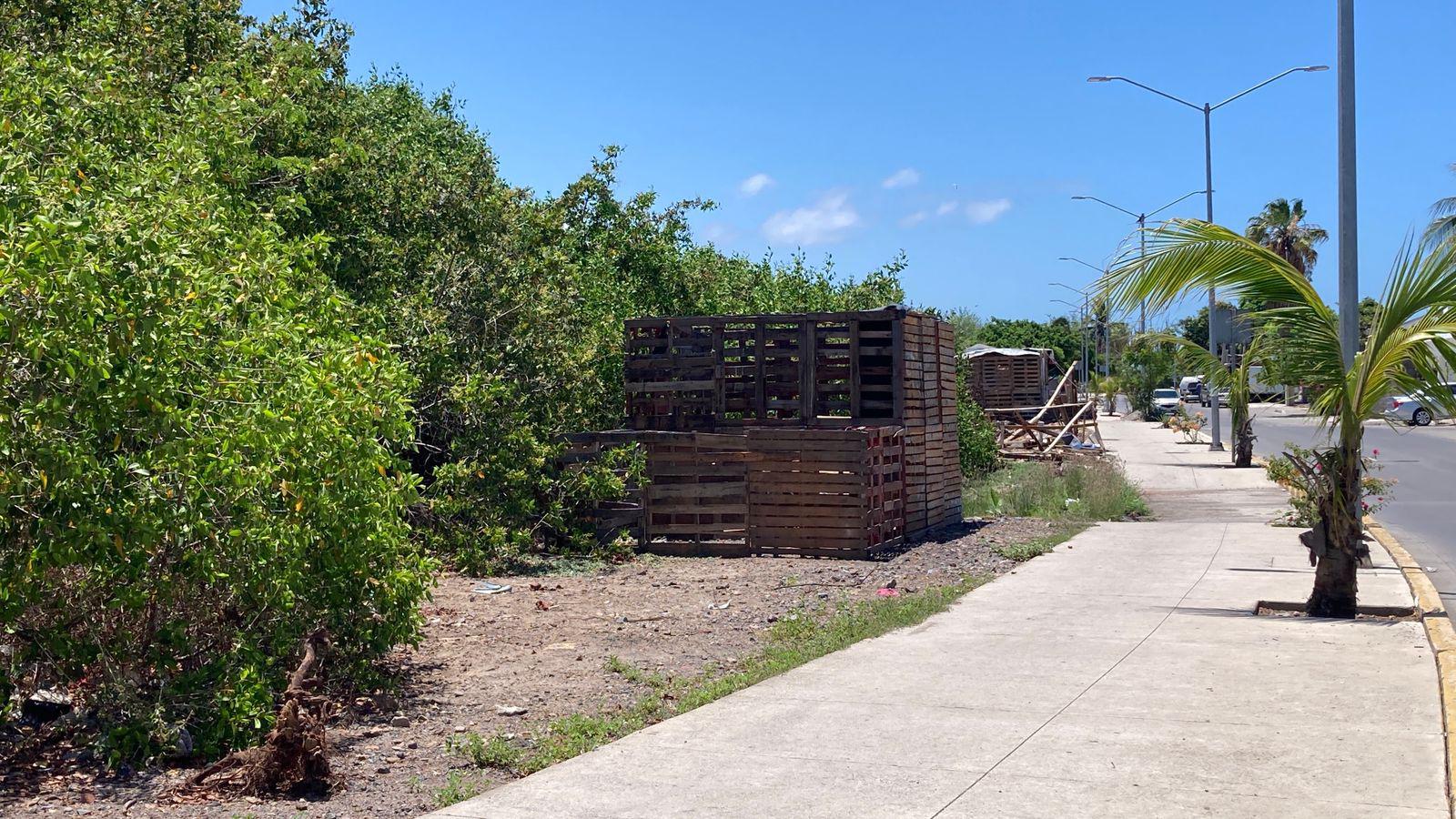 $!Denuncian omisión de autoridades ante tala de mangle en Estero del Infiernillo
