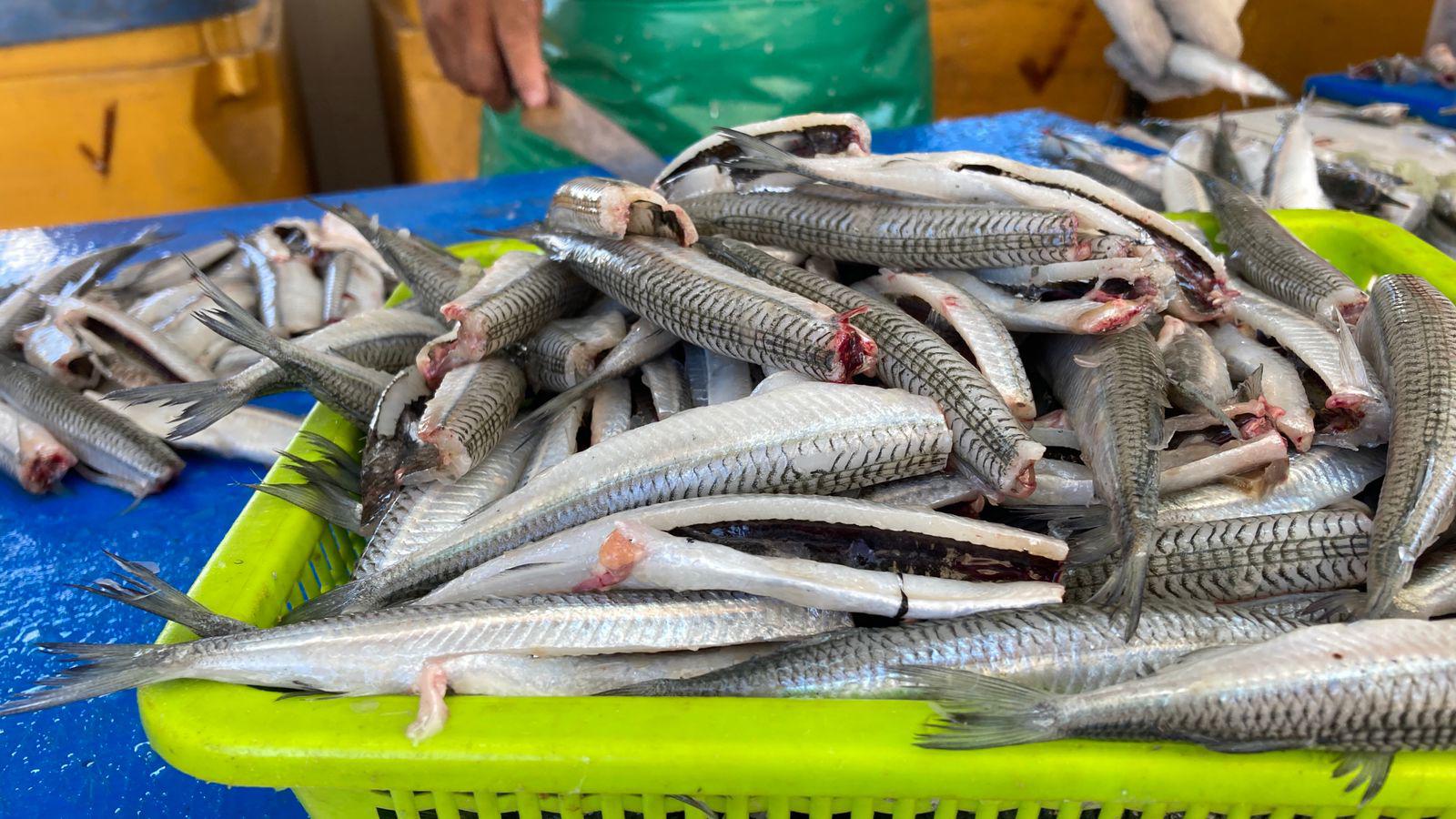 $!Alistan pangas para pescar el ‘pajarito’ en Mazatlán