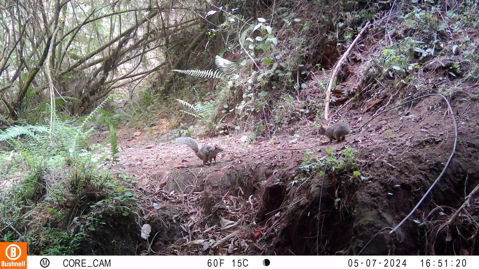 $!Montaje fotográfico realizado por el biólogo Fernando Ruiz-Gutiérrez para comparar el tamaño del gazapo de conejo de Omiltemi y una ardilla.