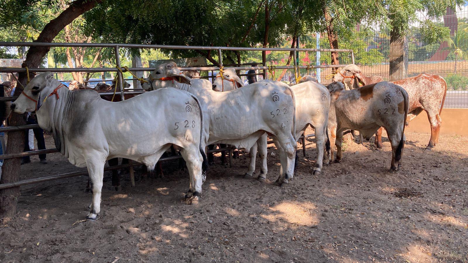 $!Celebran en Mazatlán primer Tianguis Ganadero junto a nueva entrega de apoyos económicos