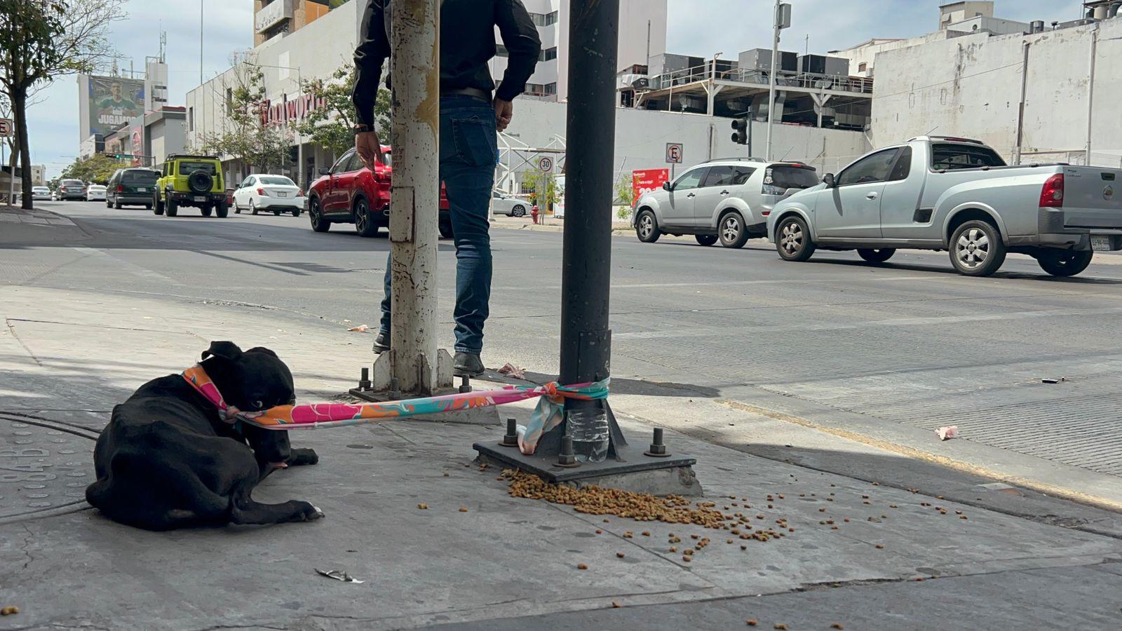 $!Abandonan a cachorro en pleno Centro de Culiacán y lo atan a poste por riesgo de atropello