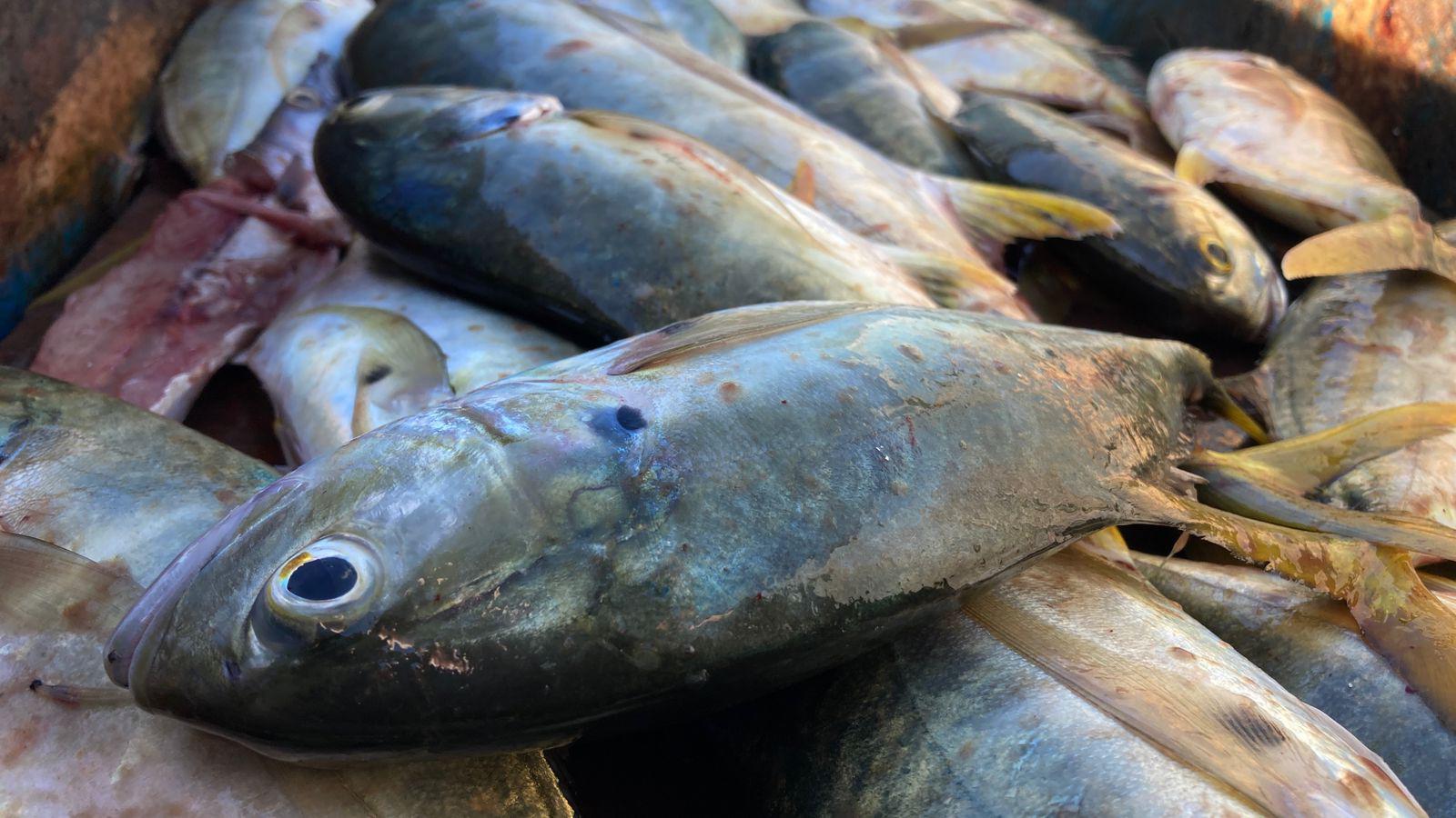 $!Adquieren mazatlecos sierra y bicuda para ceviches en temporada de fiestas decembrinas