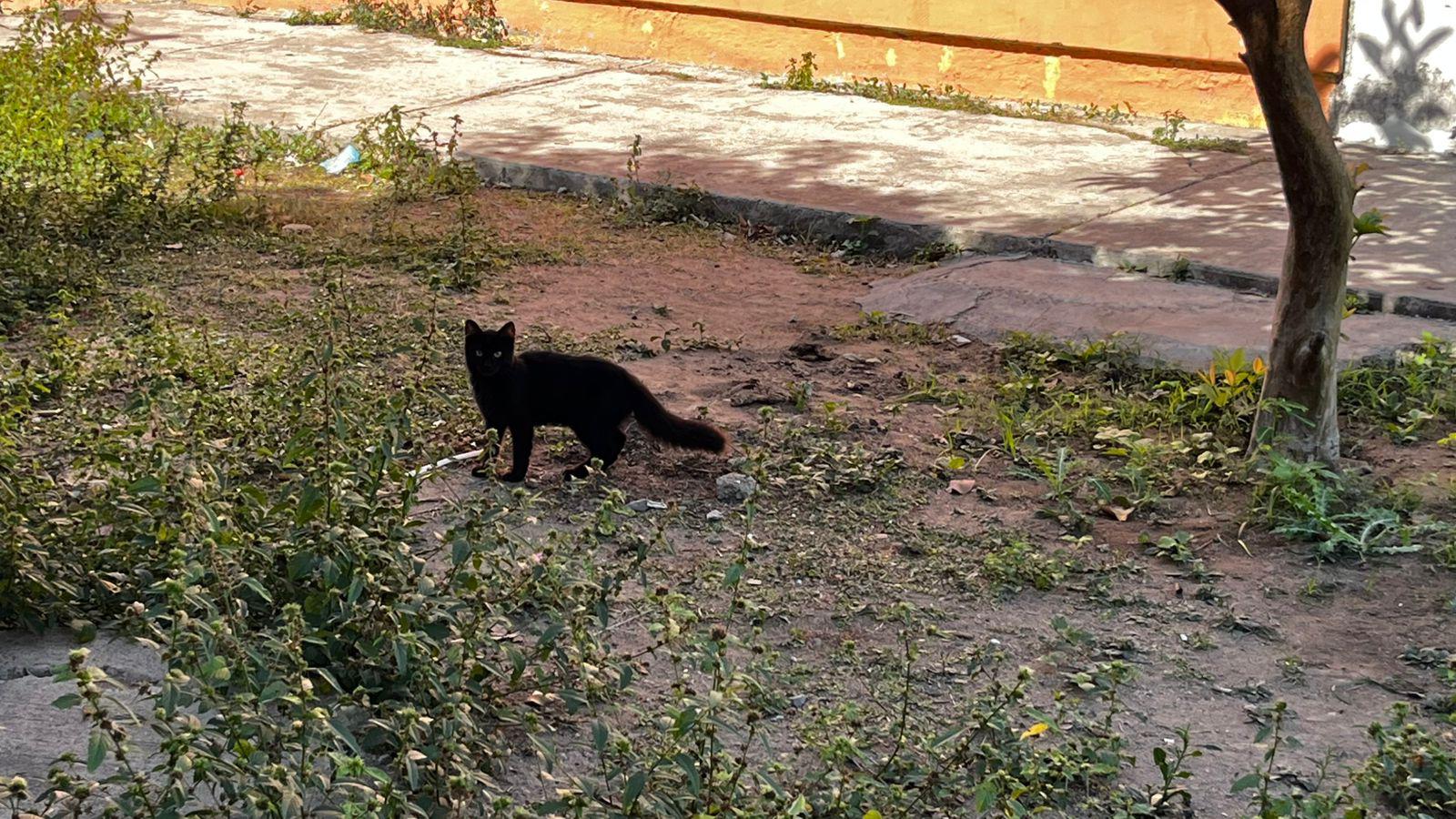 $!Denuncian vecinos de Infonavit Playas abandono masivo de gatos y focos de infección