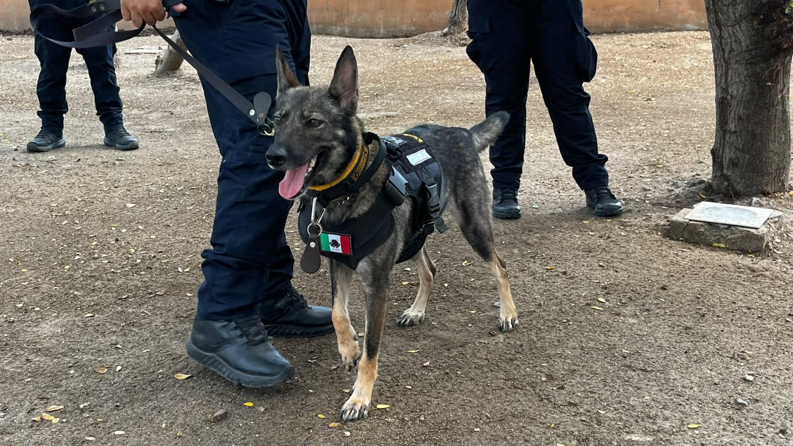 $!Encuentran hogar 7 mascotas en jornada de adopción en Mazatlán