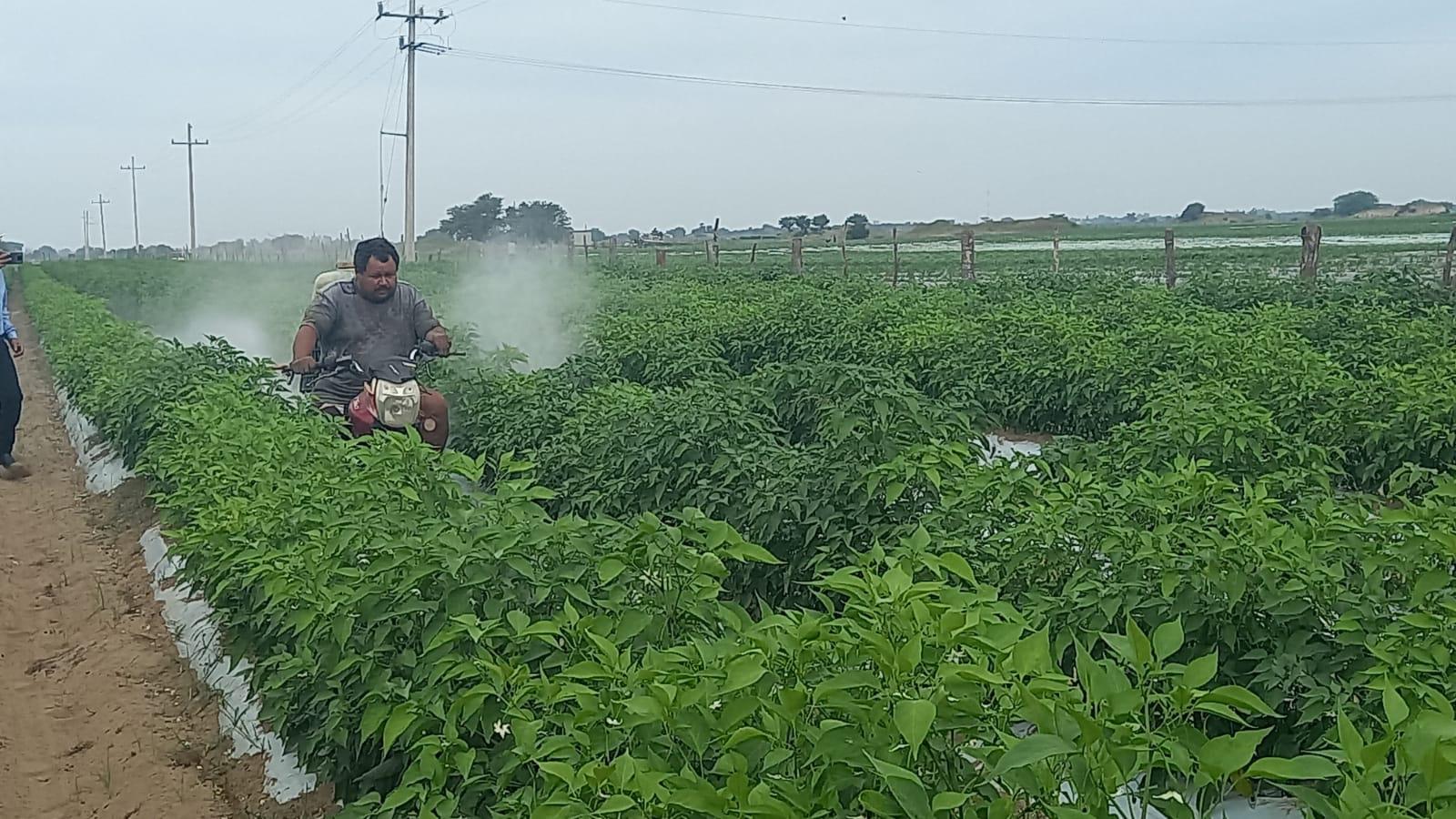 $!Bajos precios ponen en riesgo temporada de hortalizas en los campos de Escuinapa