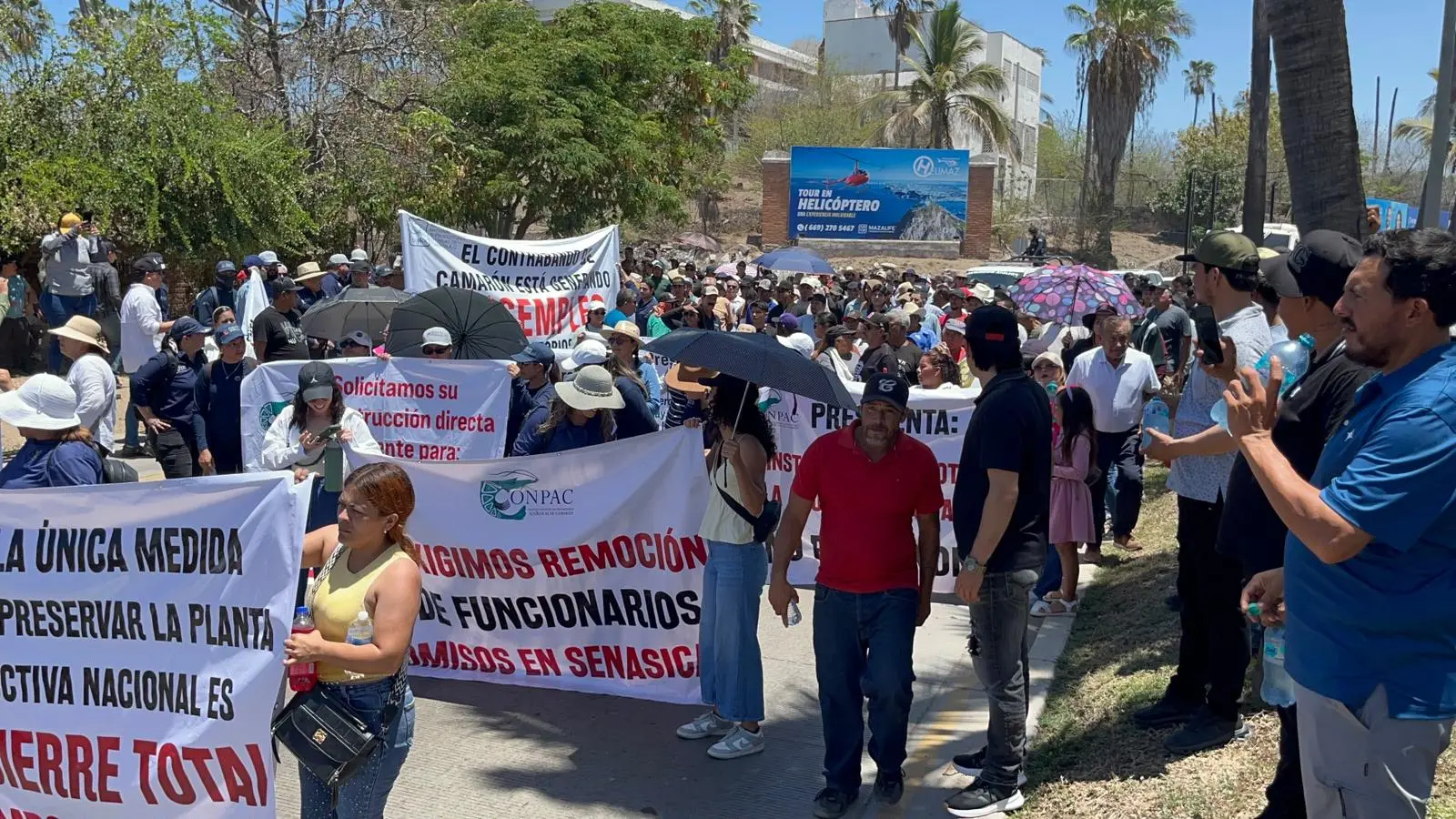 $!Productores buscan reunirse con la Presidenta Claudia Sheinbaum para pedirle cierre fronteras al camarón