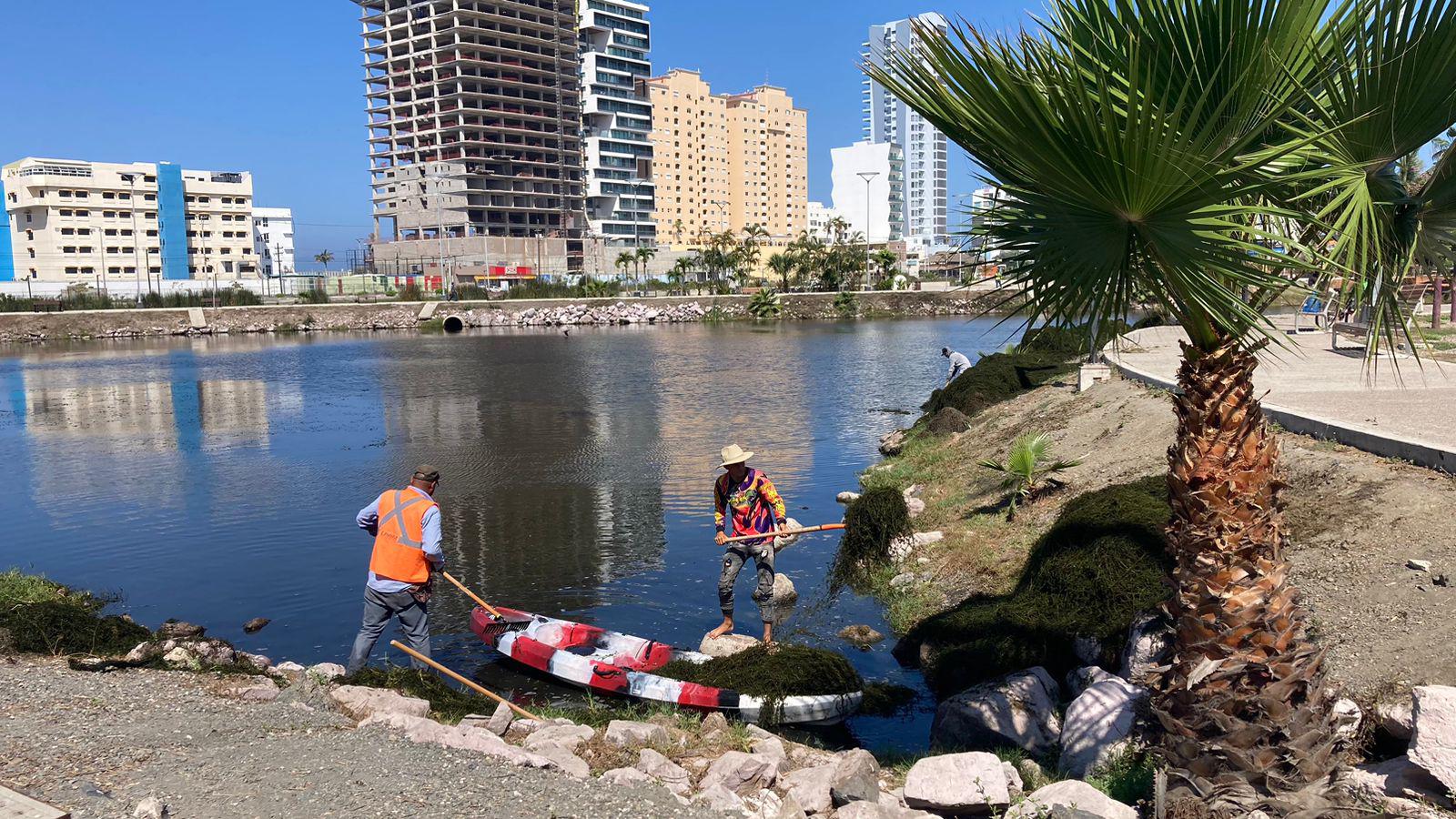 $!Realizan bardeado de Parque Central y retiran sargazo de la Laguna del Camarón