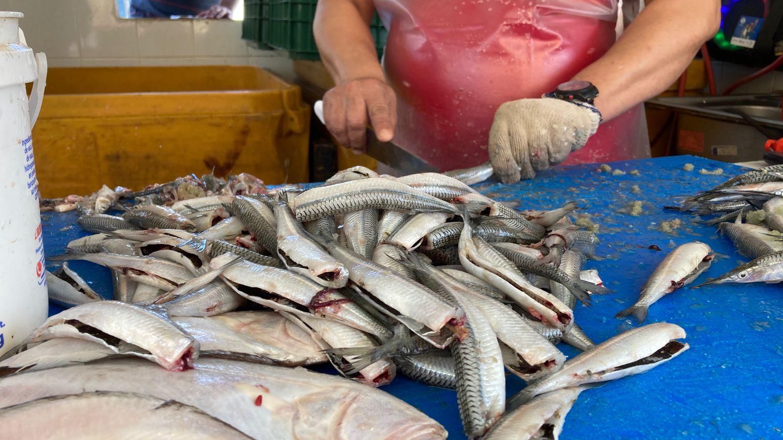 $!Alistan pangas para pescar el ‘pajarito’ en Mazatlán