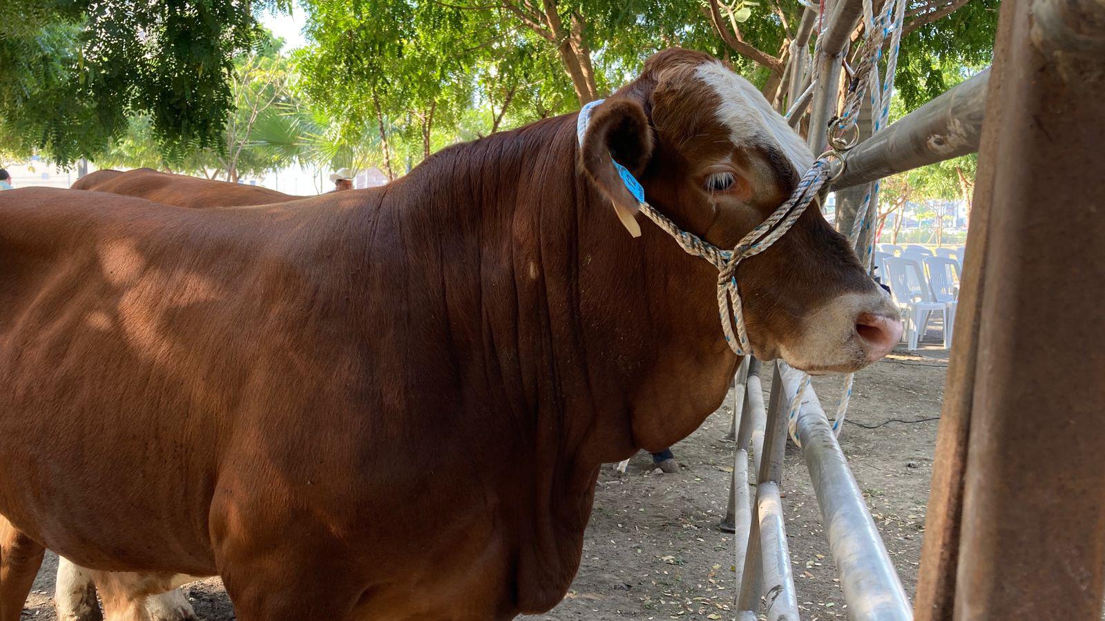 $!Celebran en Mazatlán primer Tianguis Ganadero junto a nueva entrega de apoyos económicos