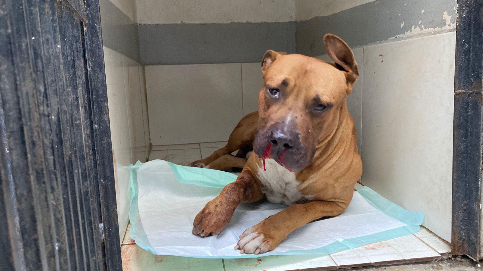 $!El perrito ‘Máster’ termina herido por la detonación de un explosivo tras un ataque violento en Mazatlán