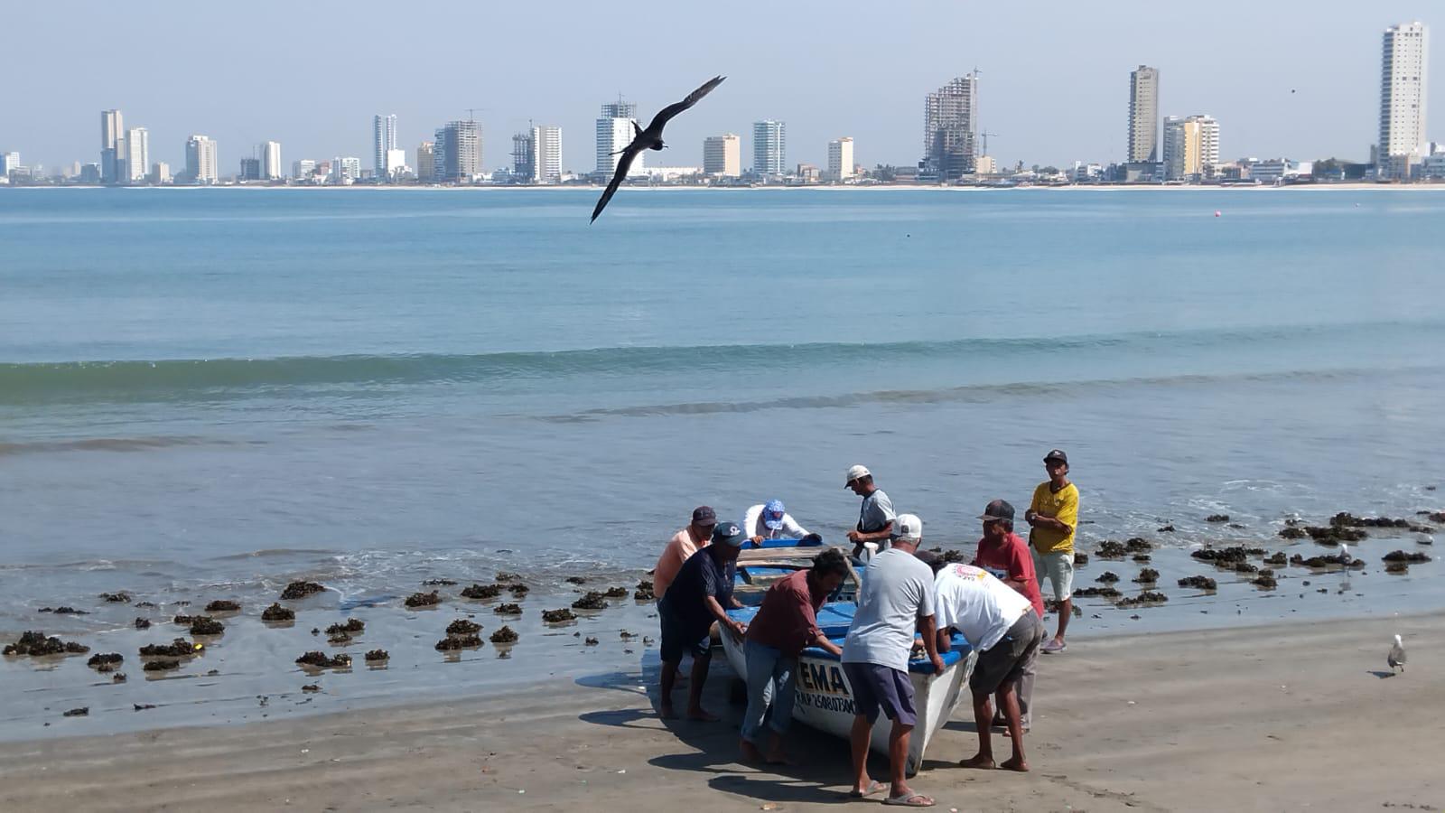 $!Se demora la llegada del popular pez ‘pajarito’ a Mazatlán