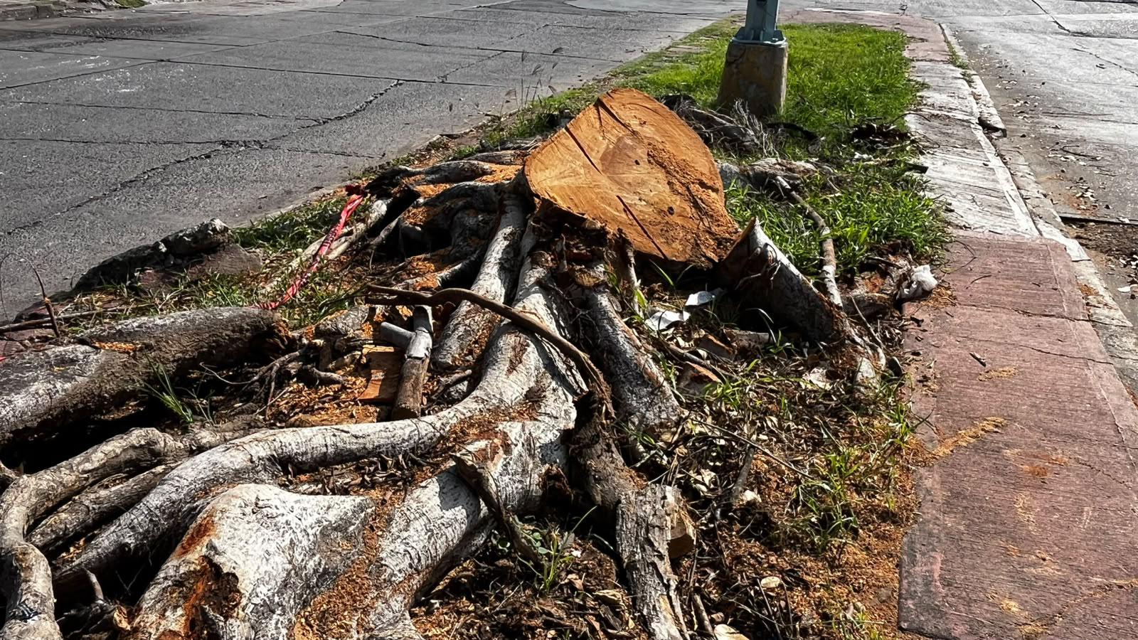 $!Denuncian vecinos de Palos Prietos tala de árbol en camellón de la calle Lola Beltrán, en Mazatlán