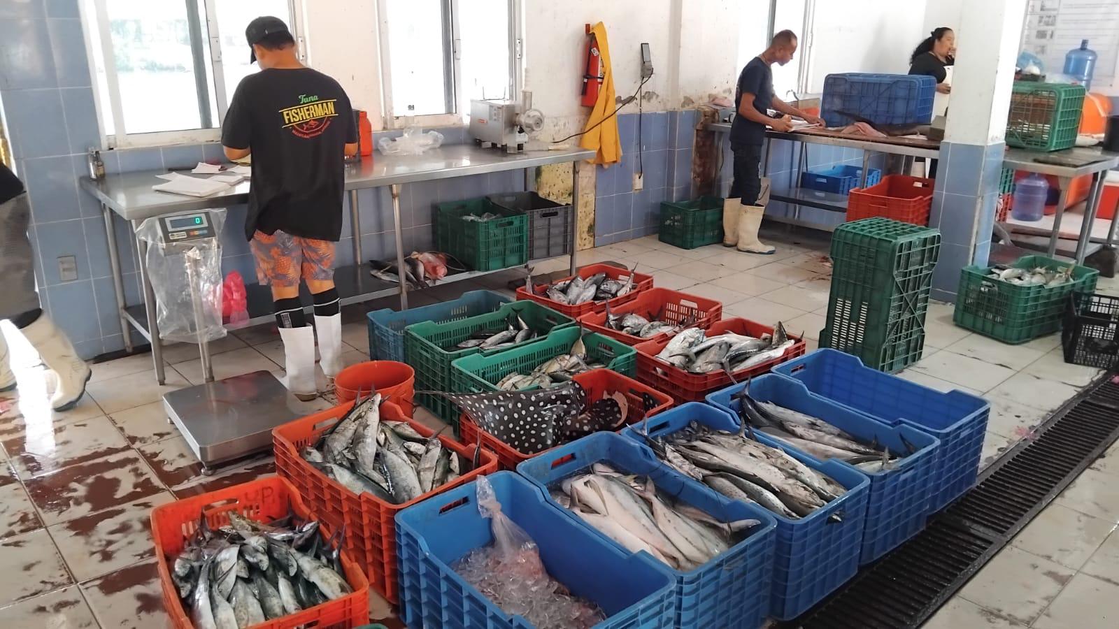 $!Disminuye producción pesquera en la Isla de la Piedra por efectos climáticos