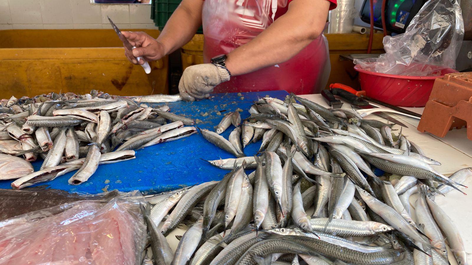$!Alistan pangas para pescar el ‘pajarito’ en Mazatlán