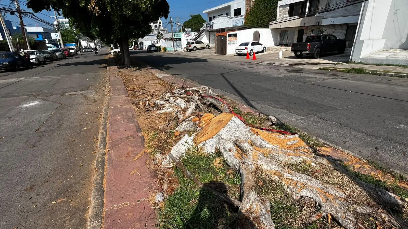 $!Denuncian vecinos de Palos Prietos tala de árbol en camellón de la calle Lola Beltrán, en Mazatlán