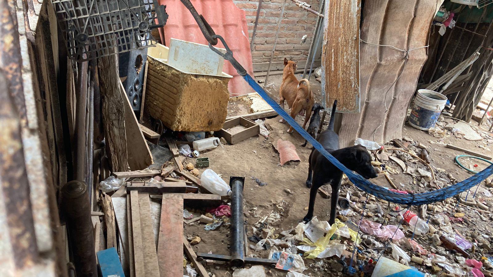 $!Denuncian presunto maltrato animal en la colonia Venustiano Carranza, en Mazatlán