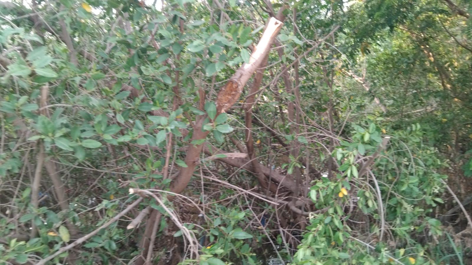$!Reportan nueva poda de manglar en el Arroyo Jabalines en Mazatlán