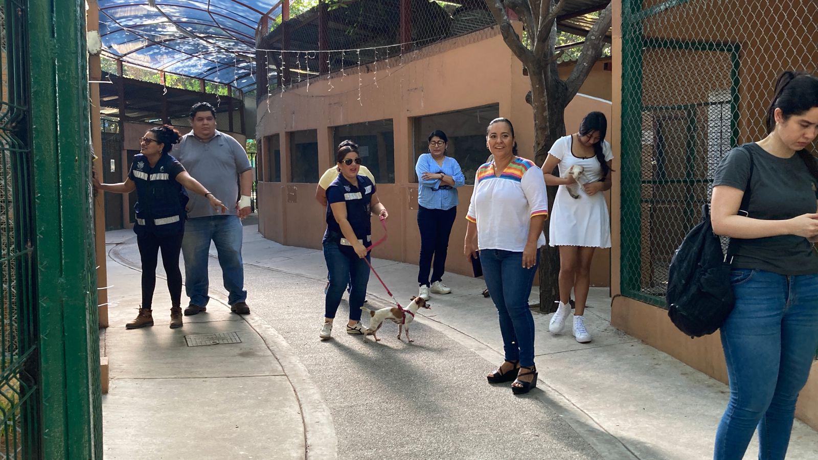 $!Tras nueve jornadas, ‘Huellitas del Bienestar’ ha encontrado hogar a más de 50 perros y gatos en Mazatlán