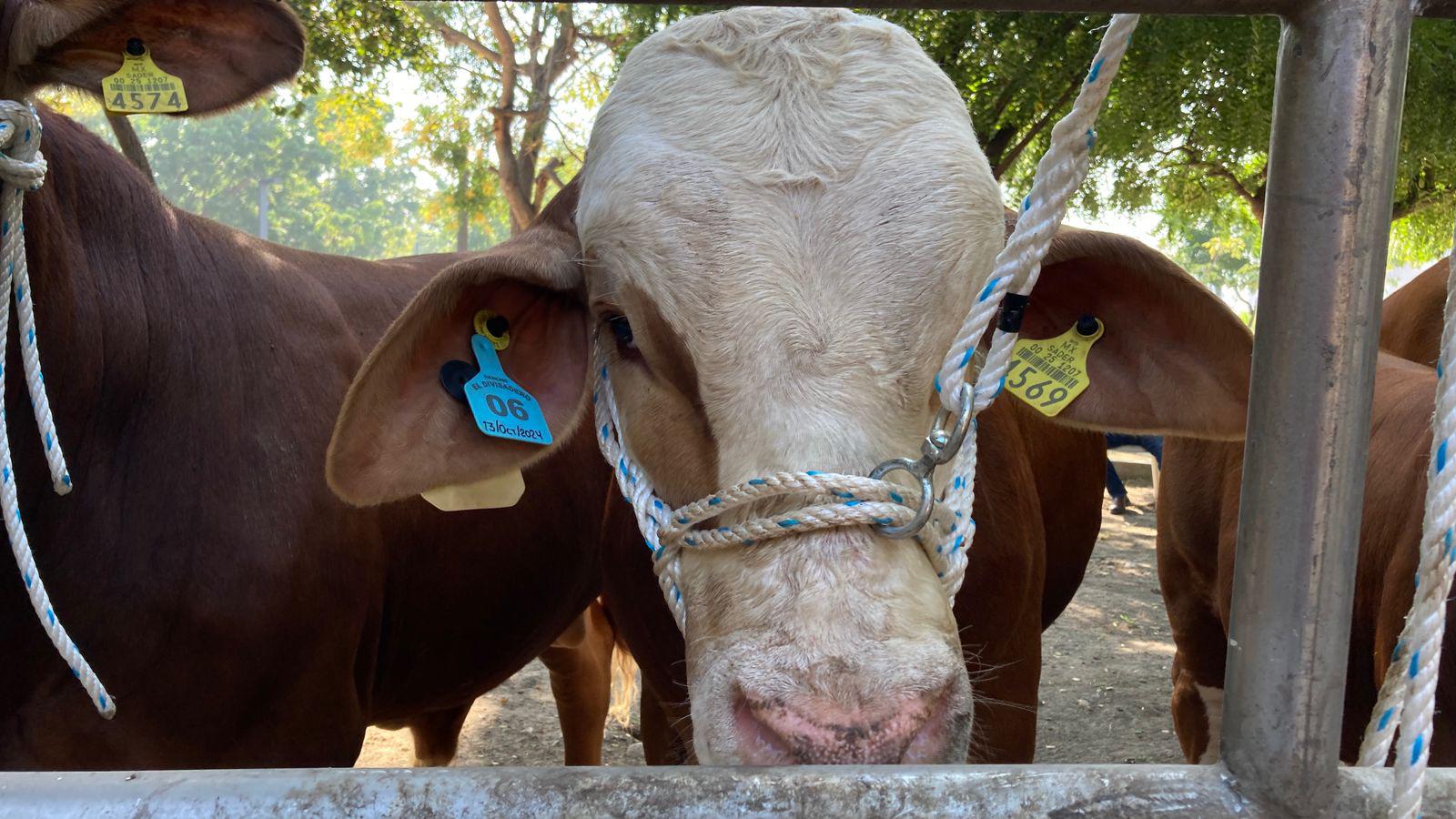 $!Celebran en Mazatlán primer Tianguis Ganadero junto a nueva entrega de apoyos económicos