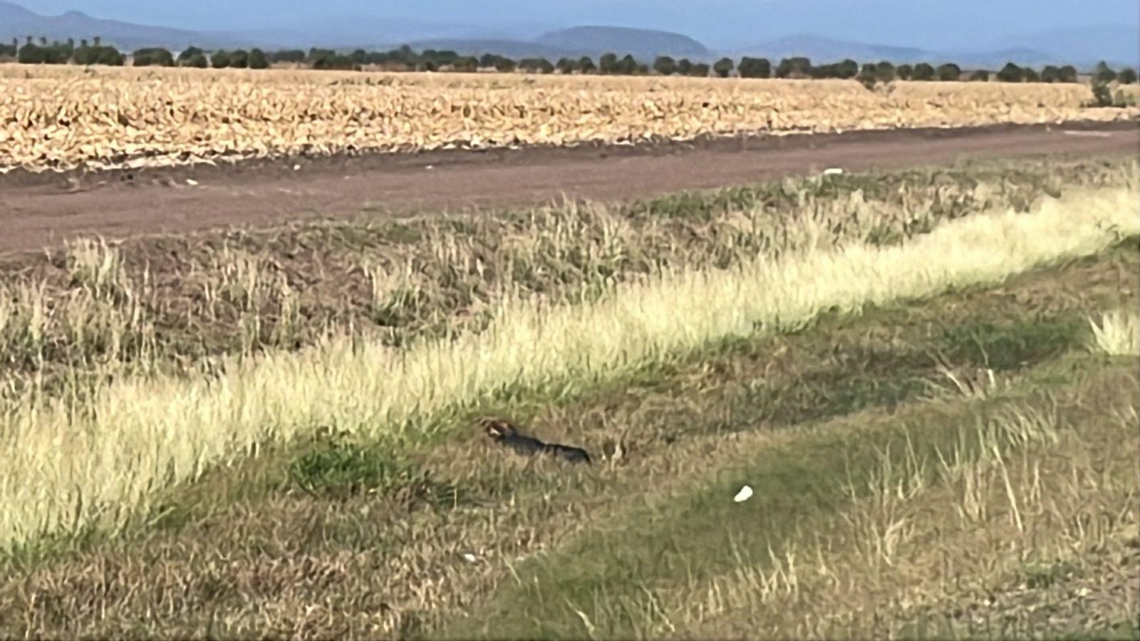 $!Hallan segundo cuerpo envuelto en plástico en zona agrícola de Navolato
