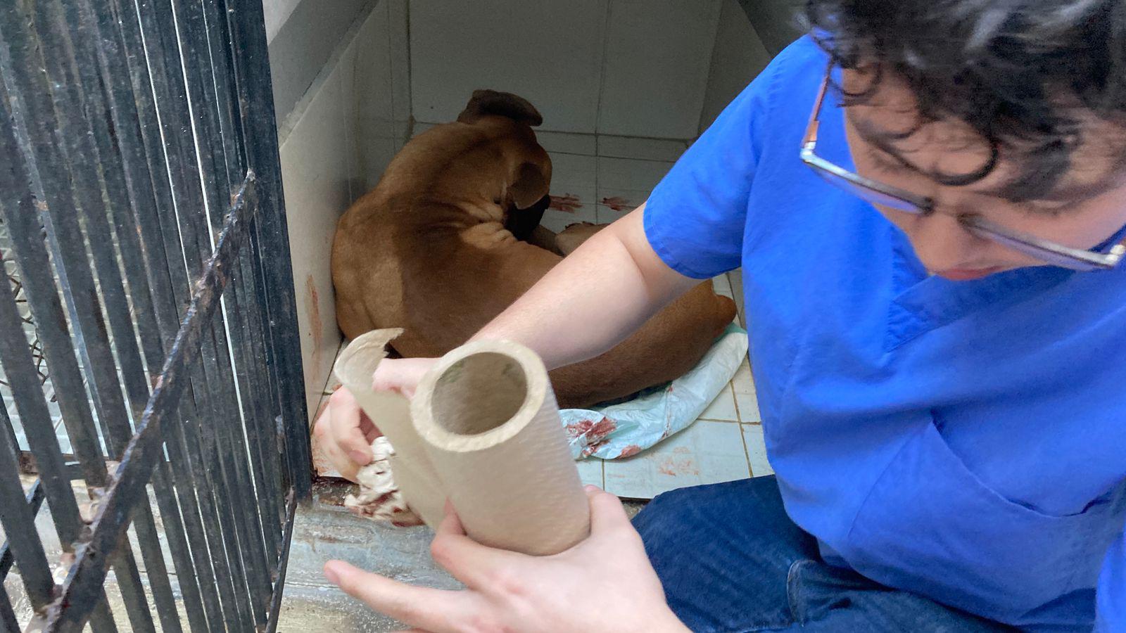 $!El perrito ‘Máster’ termina herido por la detonación de un explosivo tras un ataque violento en Mazatlán