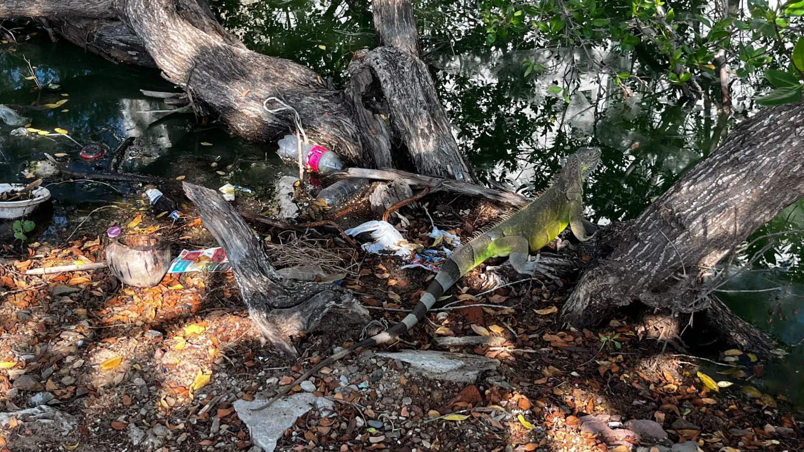 $!Continúa fuga de drenaje que contamina desde hace una semana el Estero del Yugo