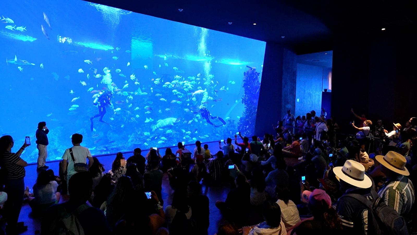 $!Gran Acuario Mazatlán se posiciona como ícono turístico nacional