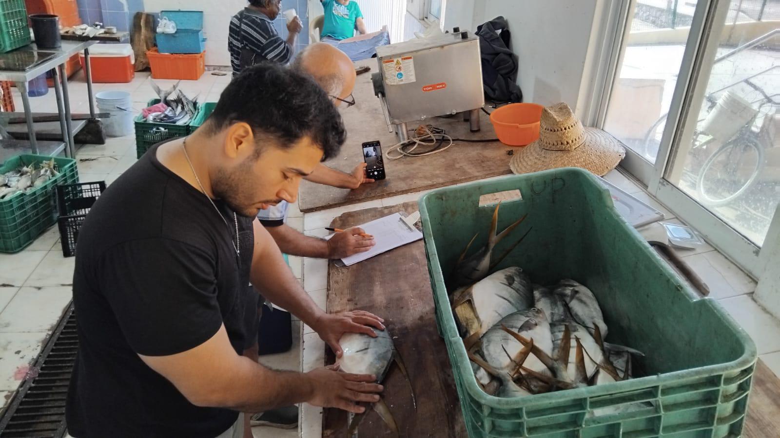 $!Disminuye producción pesquera en la Isla de la Piedra por efectos climáticos