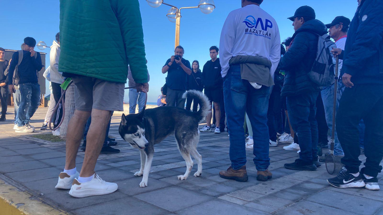 $!Concientizan sobre la disposición de desechos caninos sobre el malecón de Mazatlán