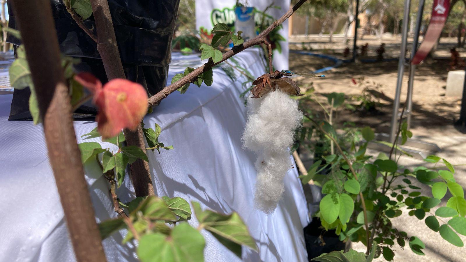 $!Fomentan la conservación de la flora nativa de la región con el programa Guardianes del Medio Ambiente
