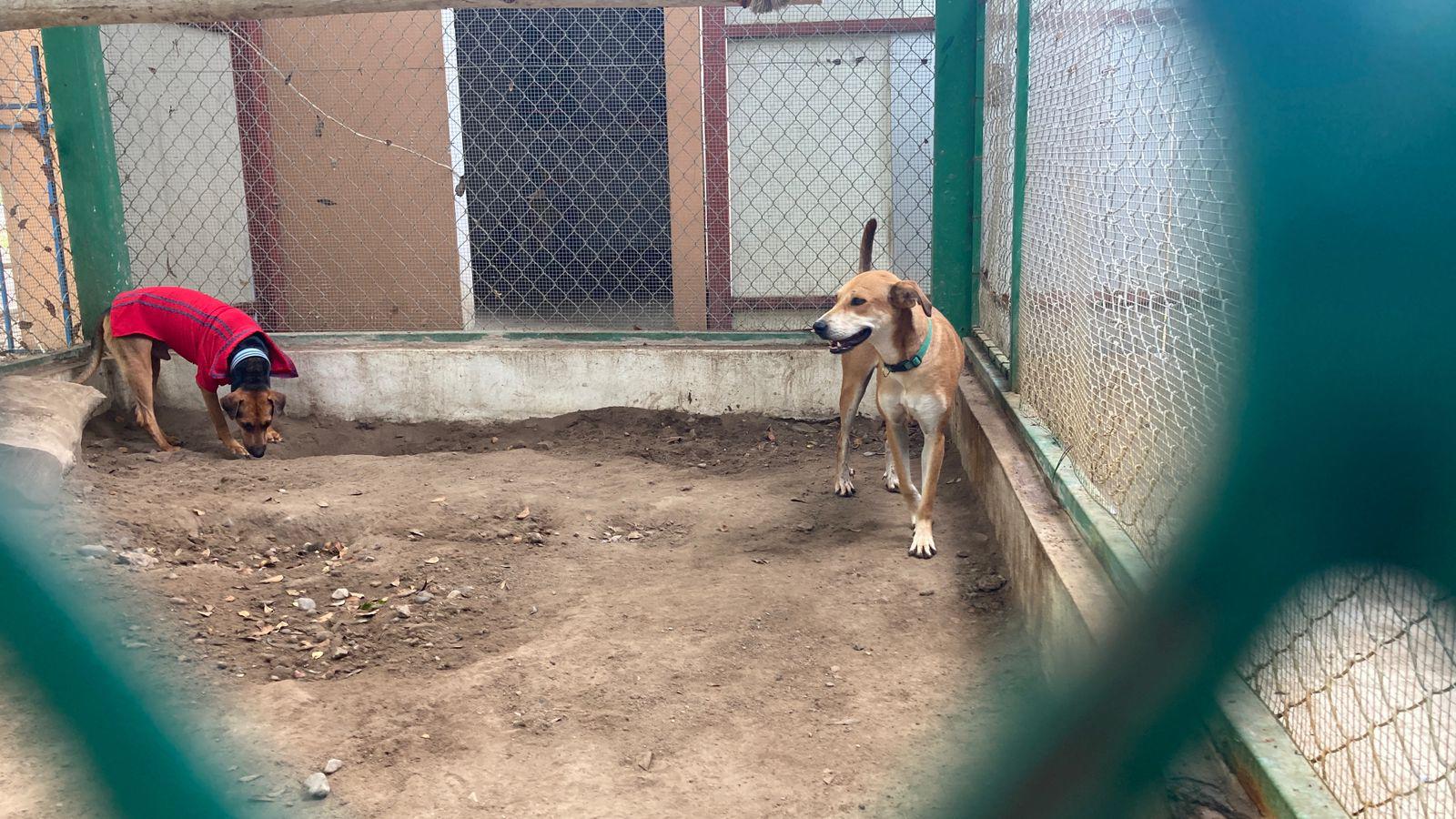 $!En conmemoración del ‘Día del Perro’, celebran campaña de adopción, esterilización y Café Científico en Mazatlán